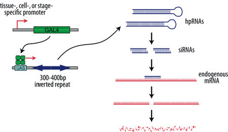 Transgenic RNAi in Drosophila