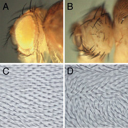 Transgenic RNAi in Drosophila