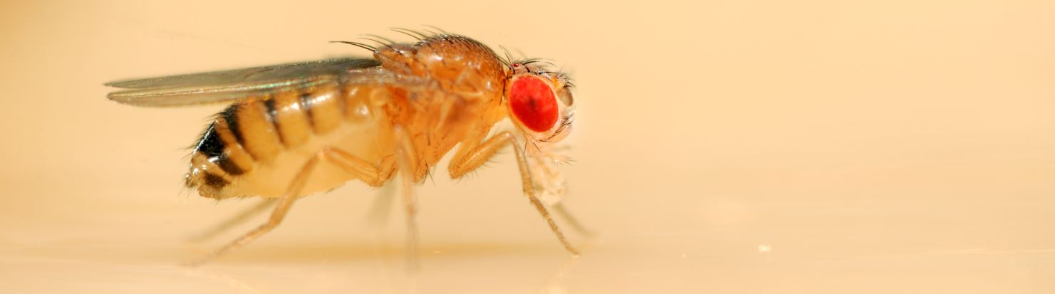 Close up of Drosophila